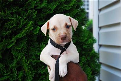 Puppies in NC